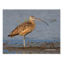Recherche de long bec posters Oiseau