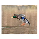 Suche nach enten im flug poster Natur