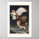 Recherche de barn owl posters Oiseau