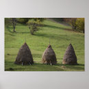 Recherche de pailles posters Vert