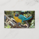 Recherche de oiseau de perroquet cartes visite Faune