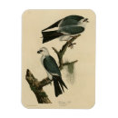 Suche nach kite magnete Vogelvogel