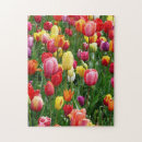 Suche nach bunte tulpe Schön