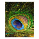 Recherche de conception de paon posters Nature