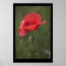 Recherche de pavots posters Été