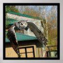 Suche nach gelbe augen poster Vogelvogel