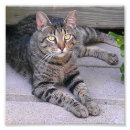 Suche nach tabbykatze poster Miezekatze