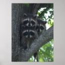 Suche nach baby waschbären poster Baum