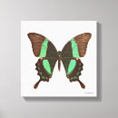 Recherche de papillon machaon art Photographie de nature