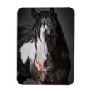 Recherche de cheval occidental magnets Animal