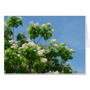 Suche nach blühender baum karten Blau