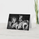 Recherche de cheval frison cartes postales Noir