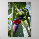 Recherche de banana posters Hawaii