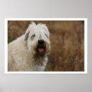 Suche nach wheaten terrier poster Hund