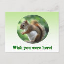 Suche nach rotes eichhörnchen postkarten Wild