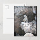 Recherche de puma cartes postales Animaux