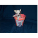 Recherche de chiot photo sculptures Animal familier