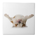 Recherche de bouledogue français carreaux Chiot