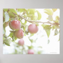 Recherche de en abondance posters Fraîcheur