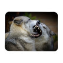 Recherche de loup magnets Photographie