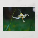 Recherche de lis blanc cartes postales Nénuphar