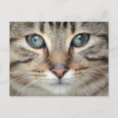 Recherche de yeux doux cartes postales Mignon