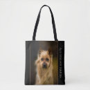 Recherche de terrier australien Amoureux de les chiens