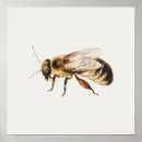 Suche nach bienenkönigin poster Vintag