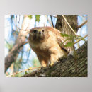Recherche de fauconnerie posters Animal