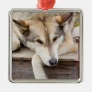 Suche nach schlittenhunde ornamente Tier