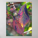 Suche nach herbstblätter poster Natur