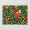 Recherche de aubépine cartes postales Automne