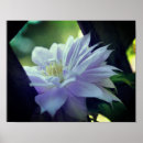 Suche nach clematis blume poster Natur