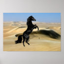 Recherche de étalon noir posters Cheval