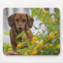 Suche nach roter hund mousepads Dackel