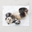 Suche nach glücklicher panda postkarten Spielerisch
