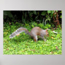 Suche nach graues eichhörnchen poster Nagetier