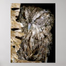 Recherche de hibou drôle posters Faune