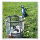 Recherche de oiseau geai posters Aviaire