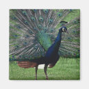 Suche nach peacock magnete Feder