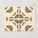Recherche de butterfly cartes postales Insects