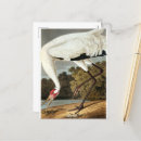 Recherche de audubon de jame de john Faune
