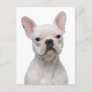 Suche nach alter hund postkarten Belgium
