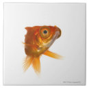 Suche nach großes mit augen fliesen Tier