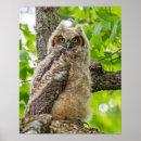 Recherche de jeune hibou posters Bébé