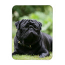 Recherche de carlin noir magnets Plomb et pam langrish