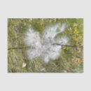 Suche nach gräser seidenpapier Schmetterling