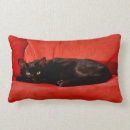 Recherche de mauvais minou Noir