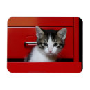 Recherche de de chaton magnets À l'intérieur