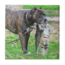 Recherche de pitbull carreaux Amoureux des chiens